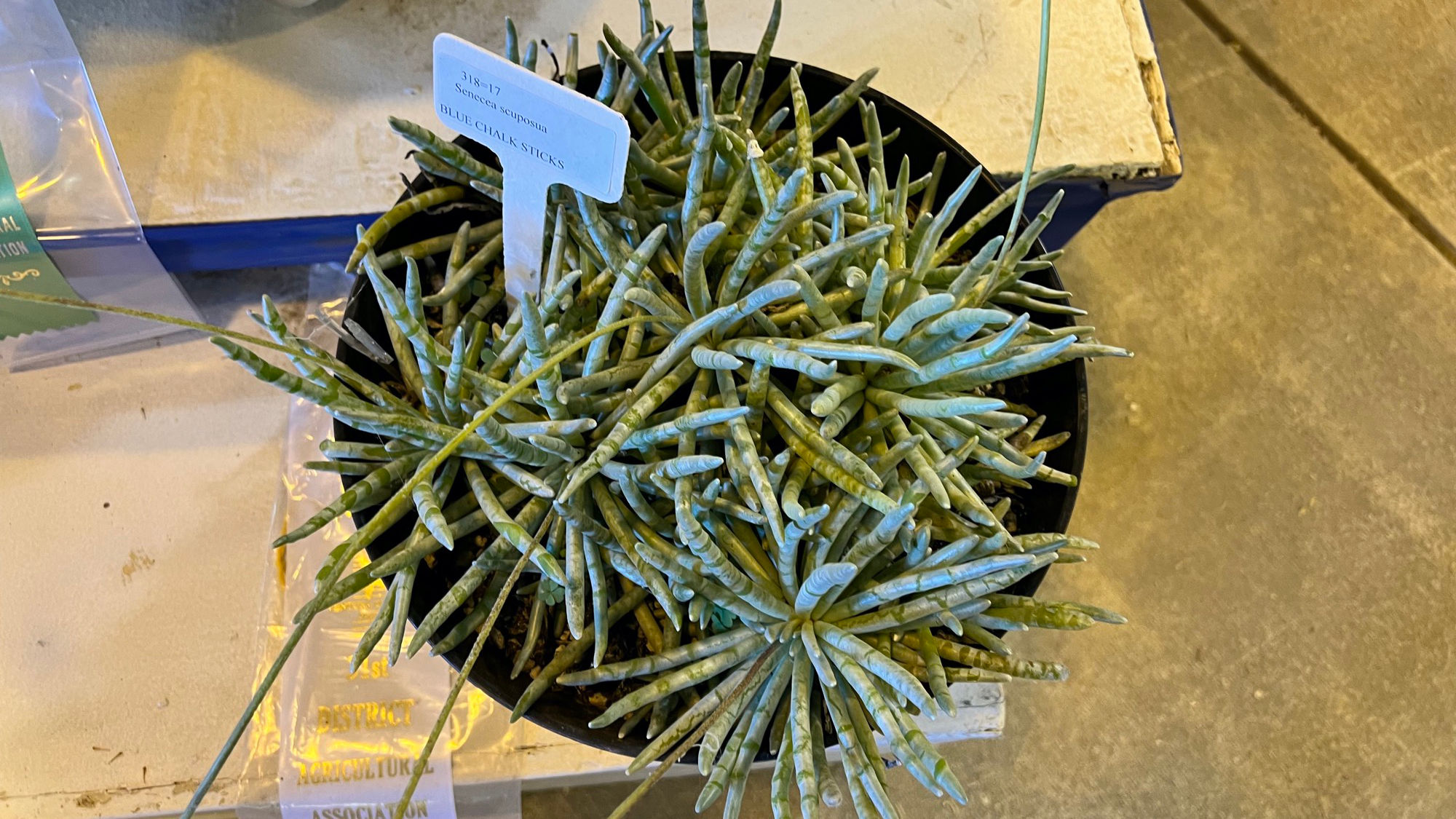 Succulents Blue Chalk Sticks