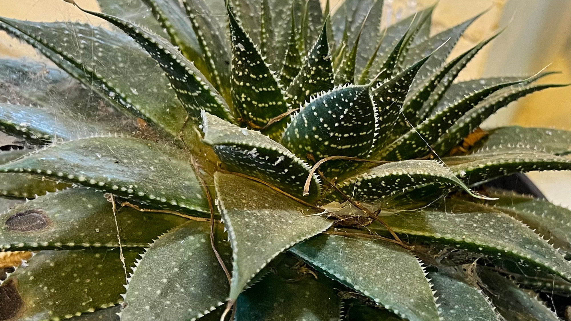 Succulents Haworthia Marumiana