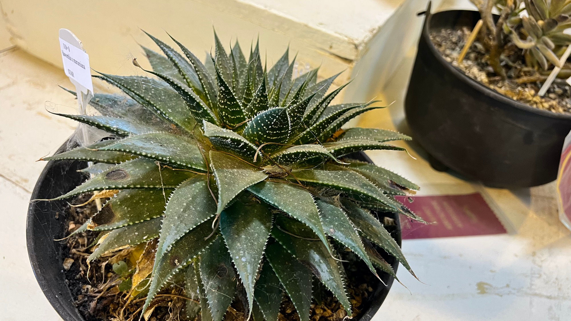 Succulents Haworthia Marumiana