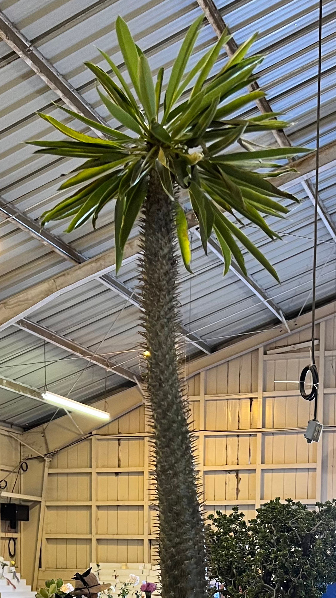 Succulents Madagascar Palm