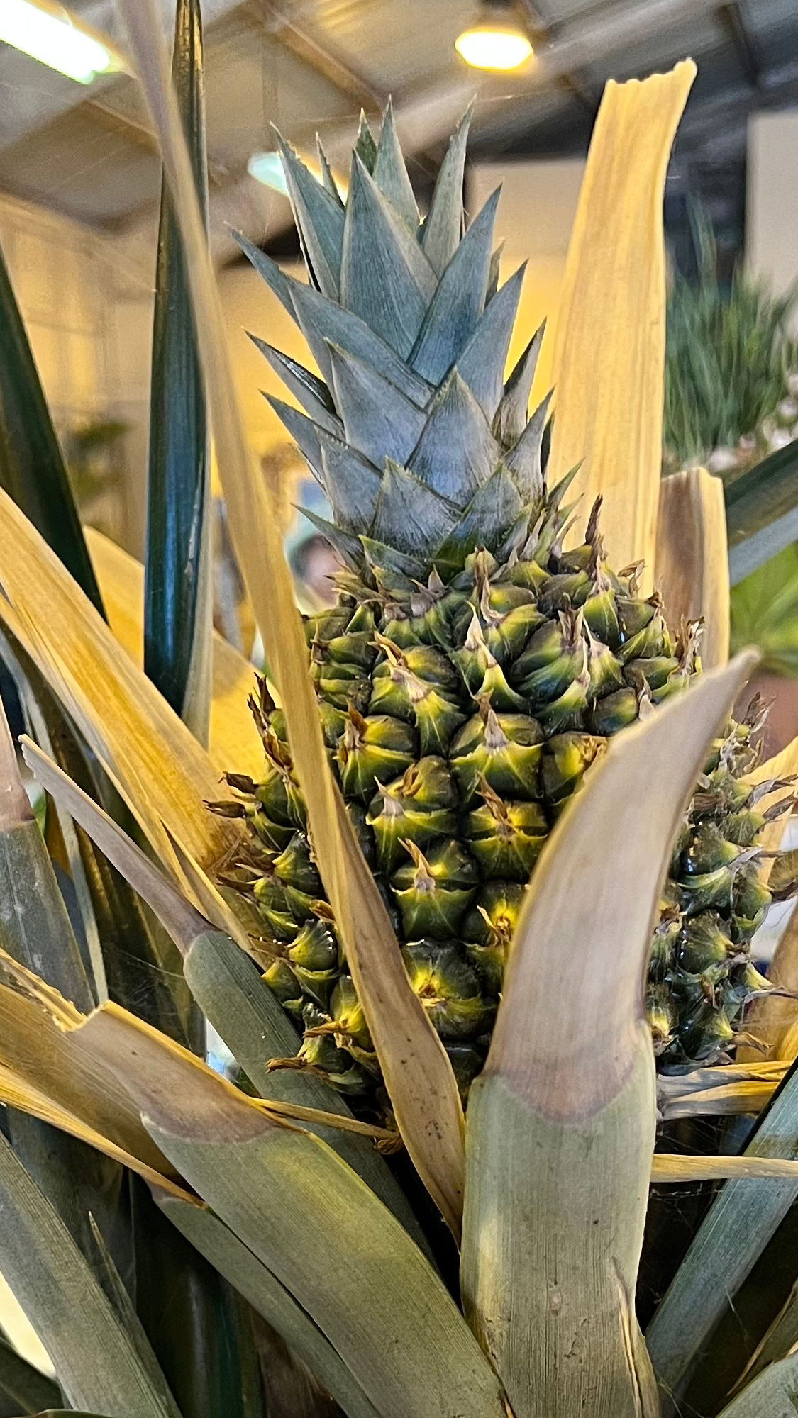 Succulents Pineapple