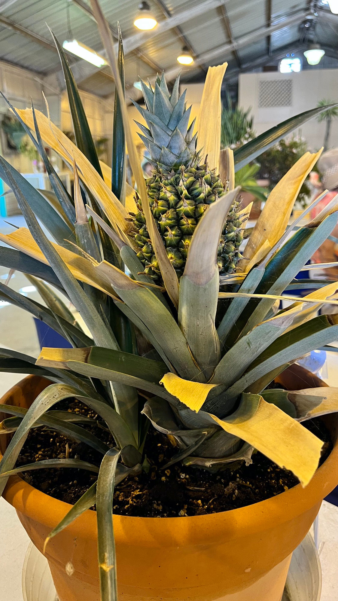Succulents Pineapple