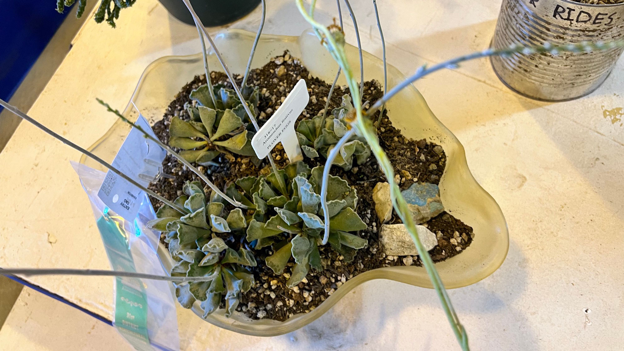 Succulents Plover Eggs