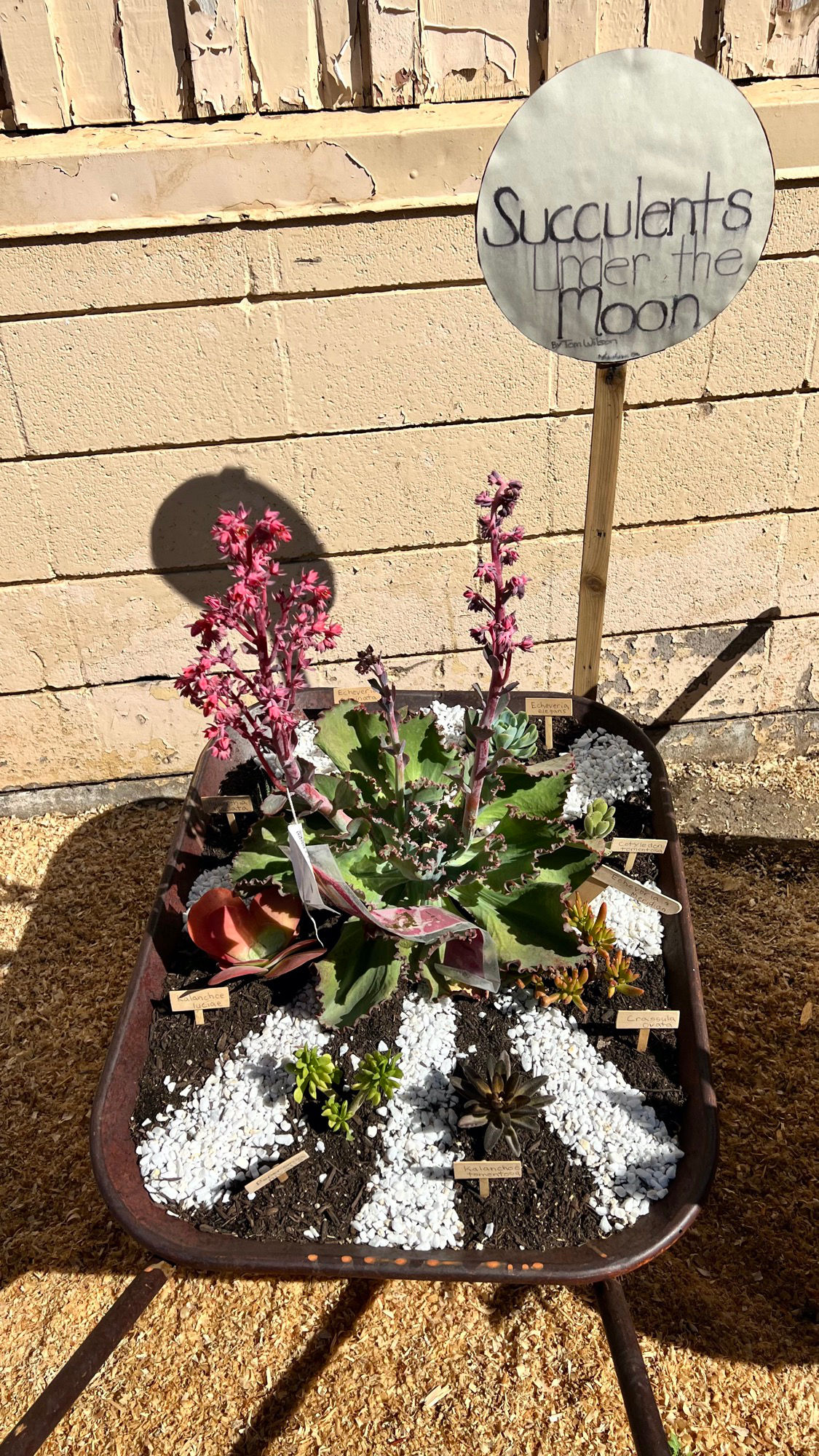 Succulents Under the Moon