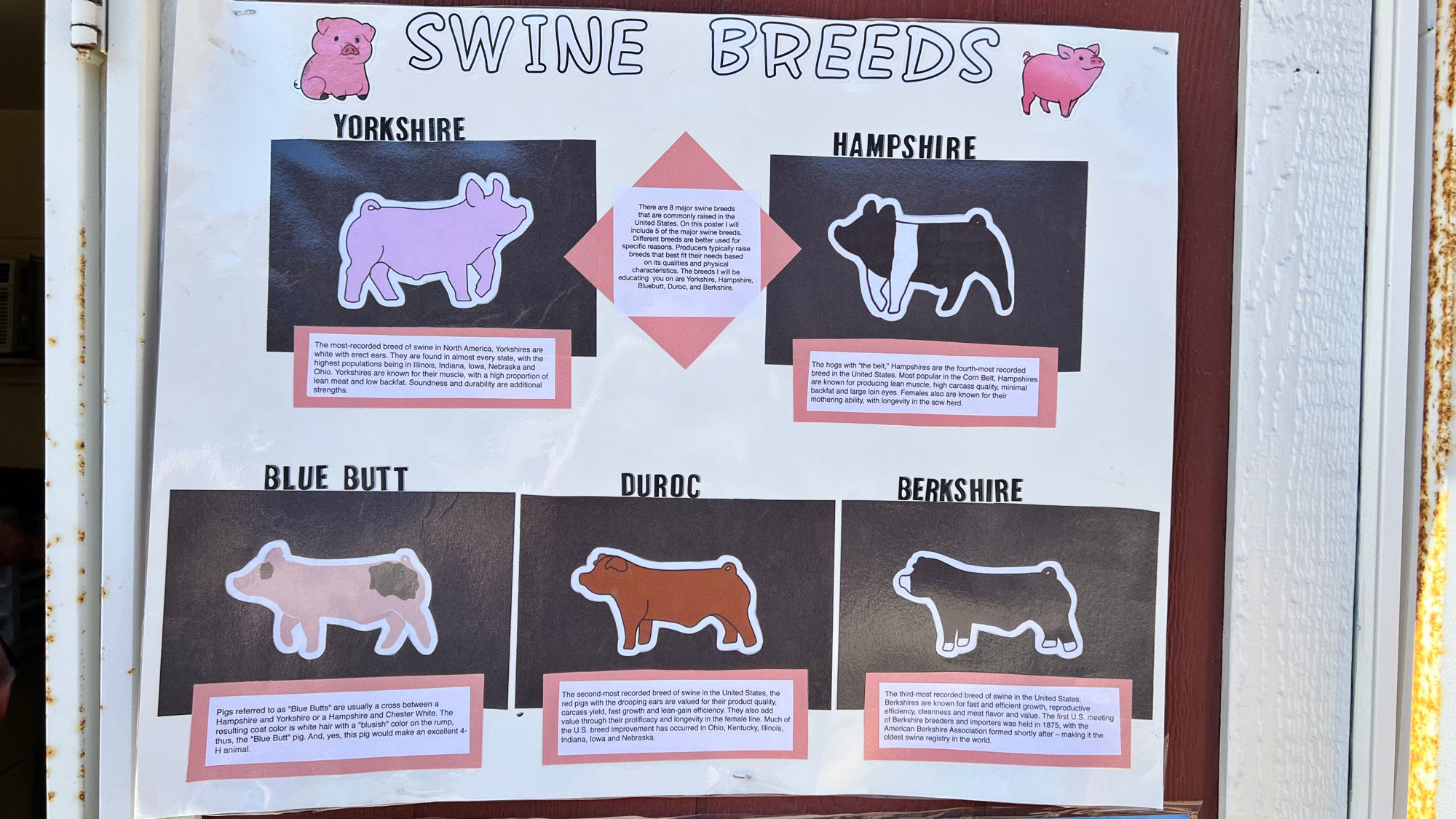 Swine Breeds