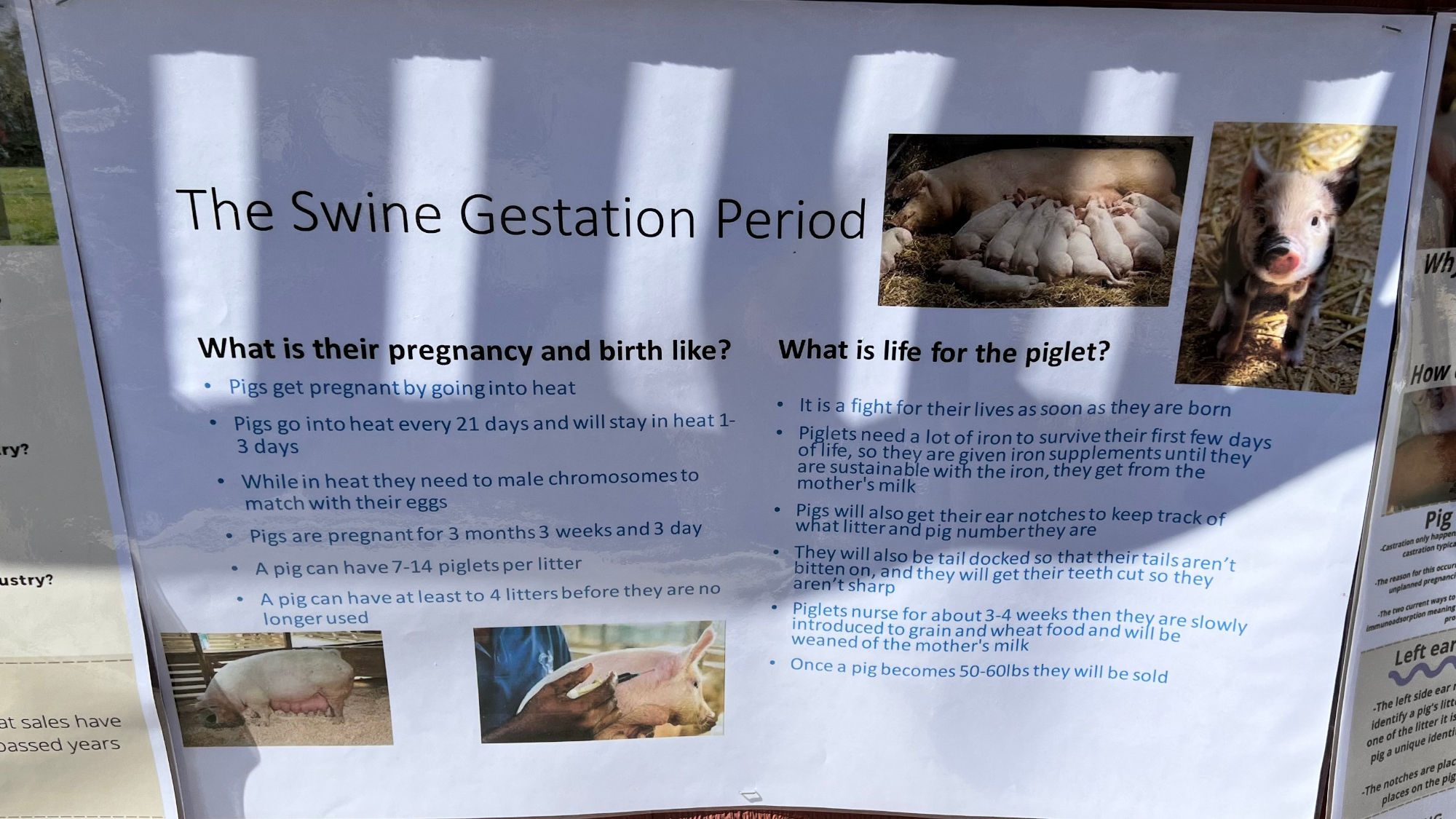 The Swine Gestation Period