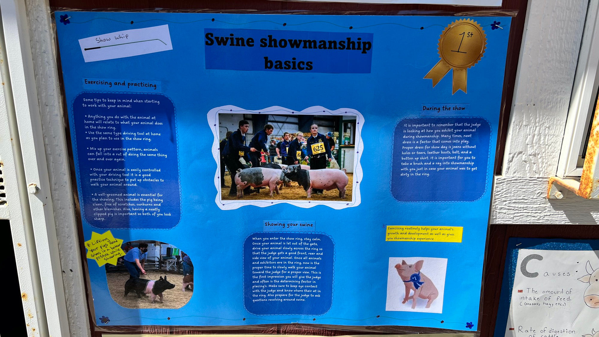 Swine Showmanship Basics