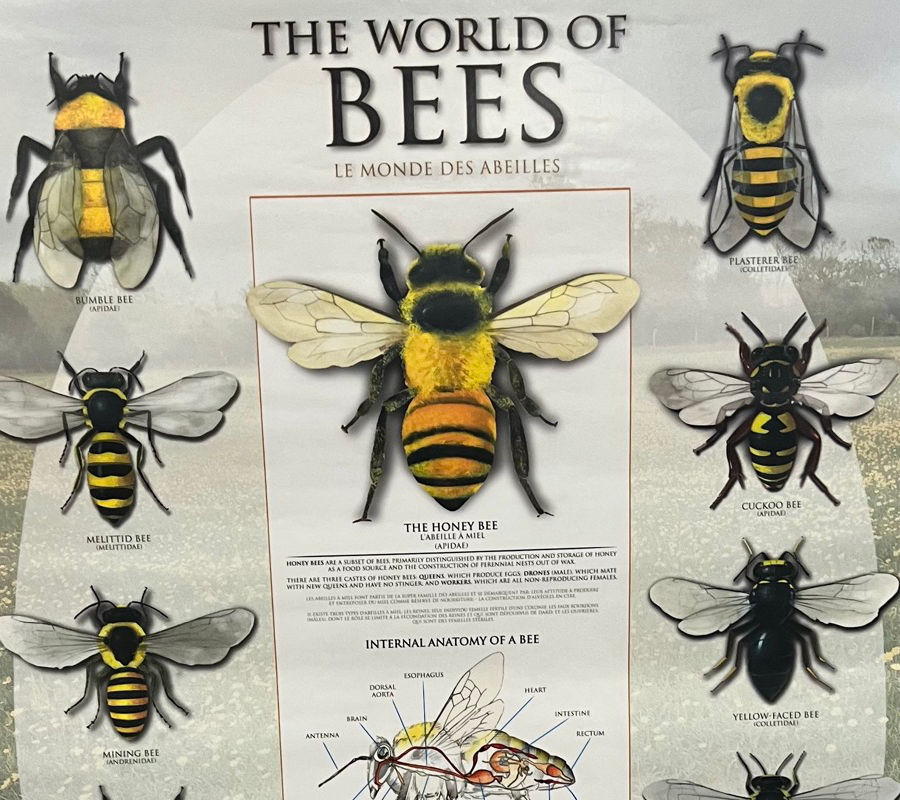 The World of Bees