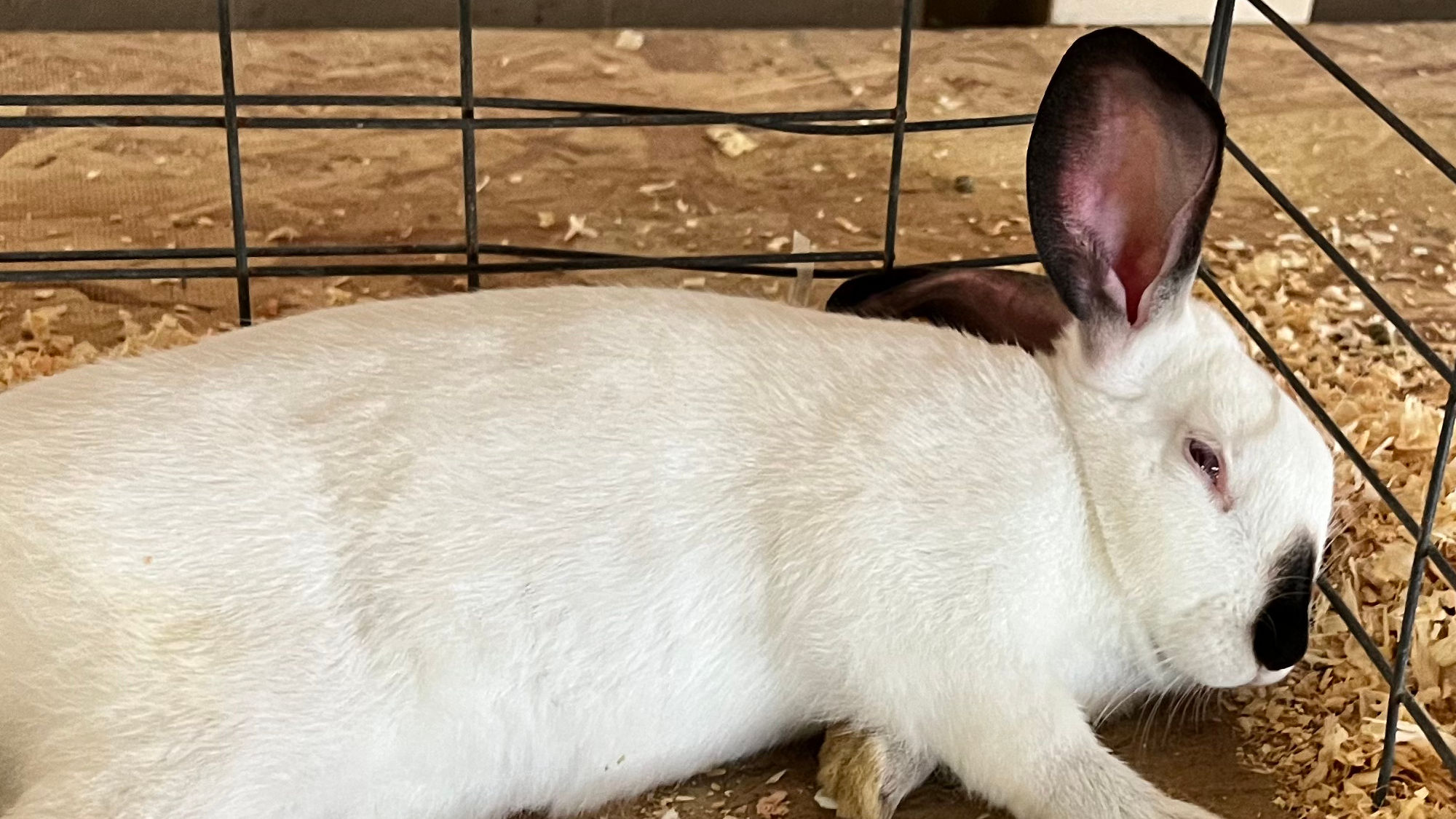 Uncle Leo's Barn Market Rabbit