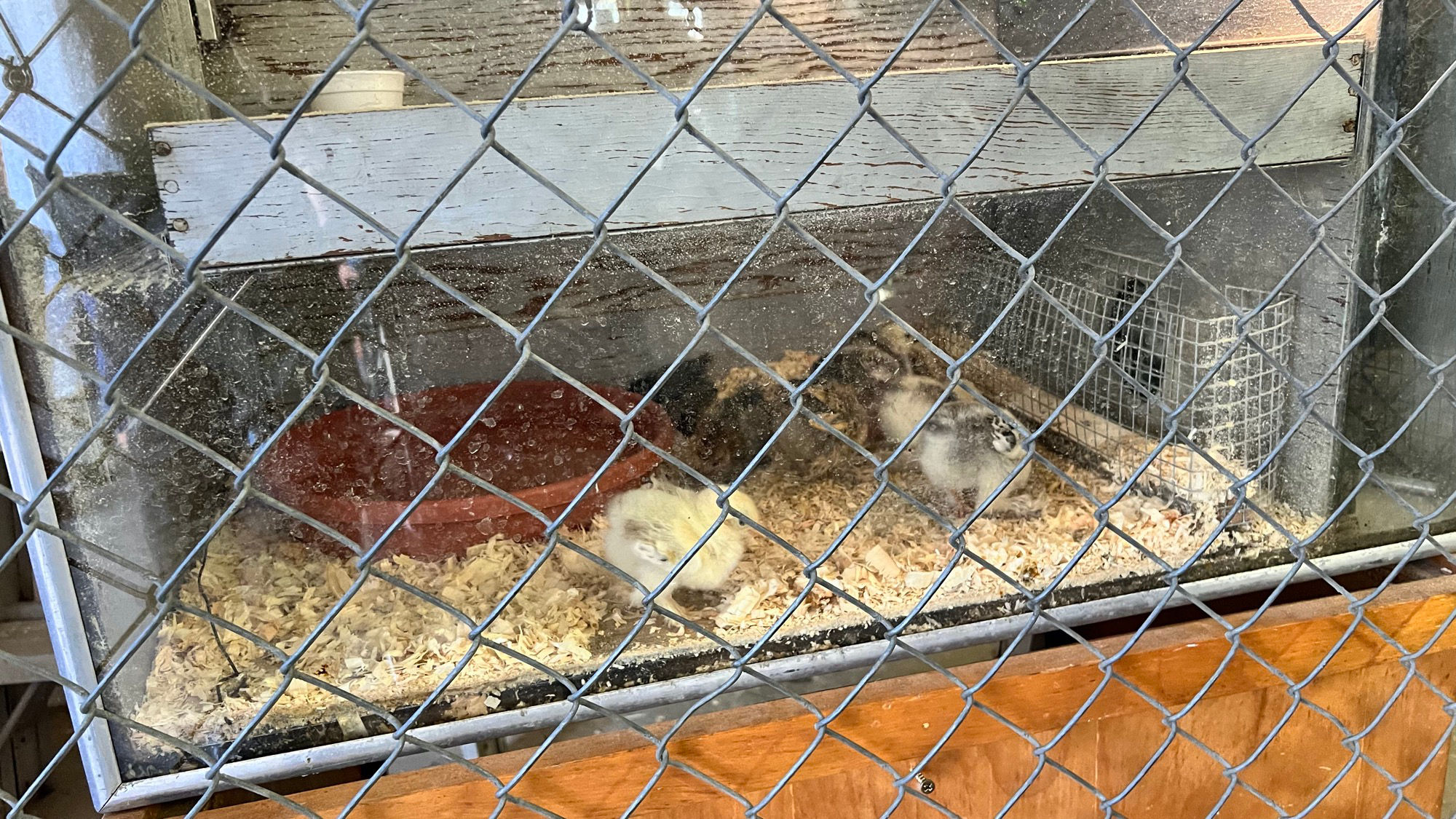 Uncle Leo's Barn Chicks