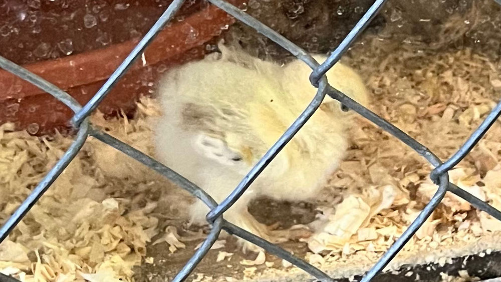 Uncle Leo's Barn Chicks