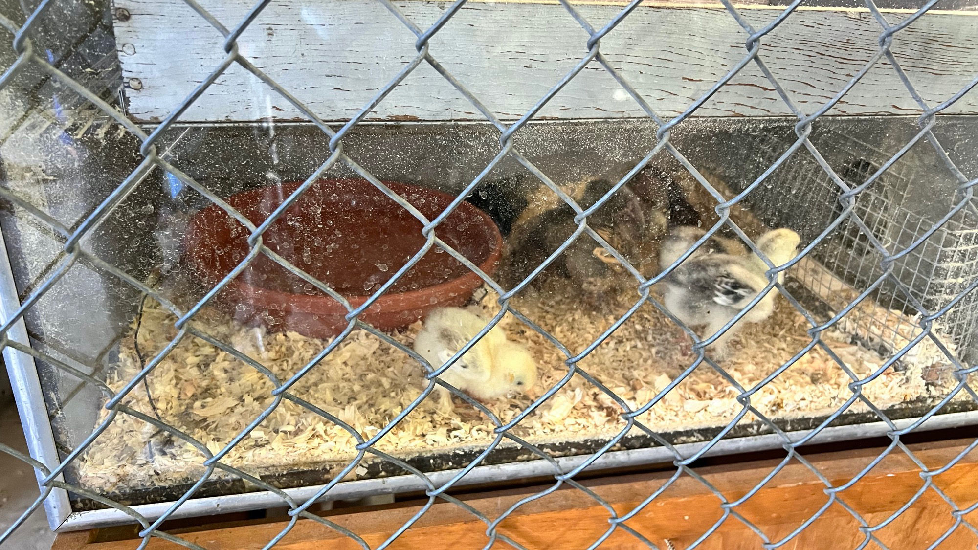 Uncle Leo's Barn Chicks