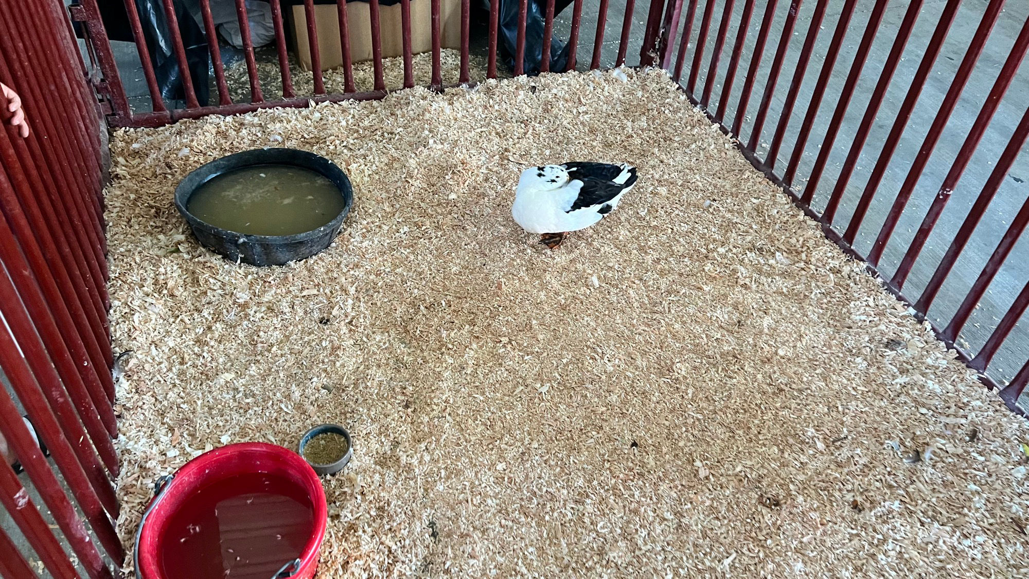 Uncle Leo's Barn Duck
