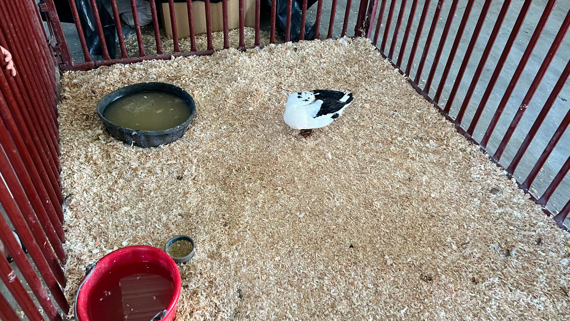 Uncle Leo's Barn Duck