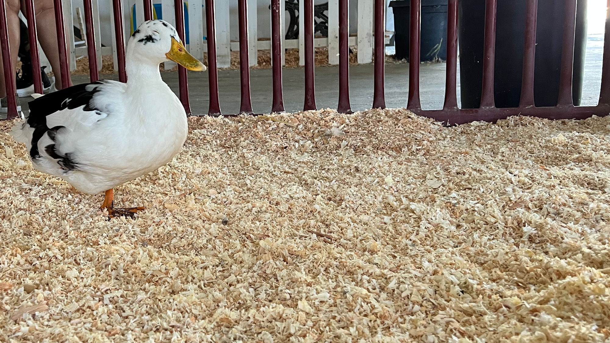 Uncle Leo's Barn Duck