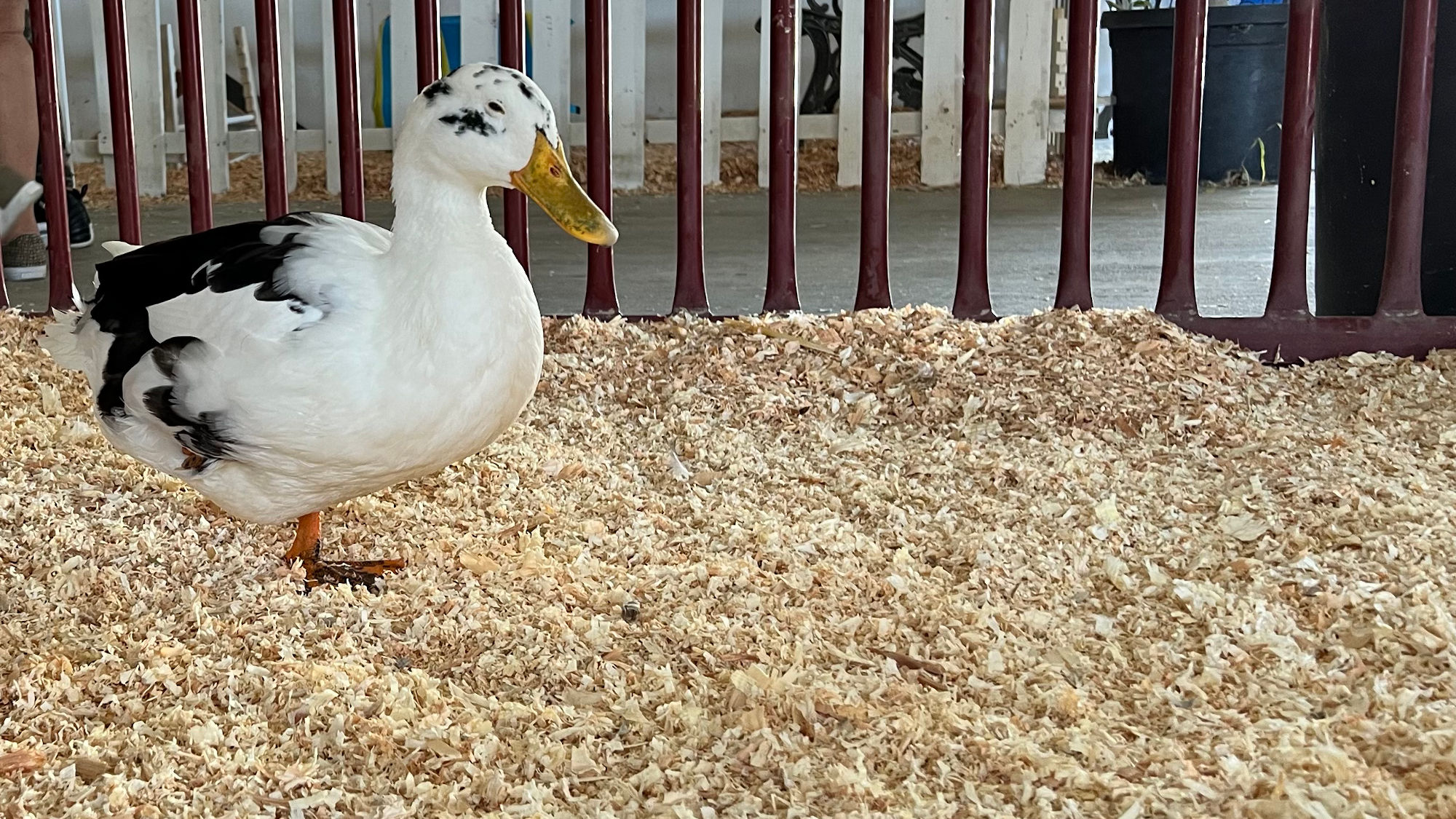Uncle Leo's Barn Duck
