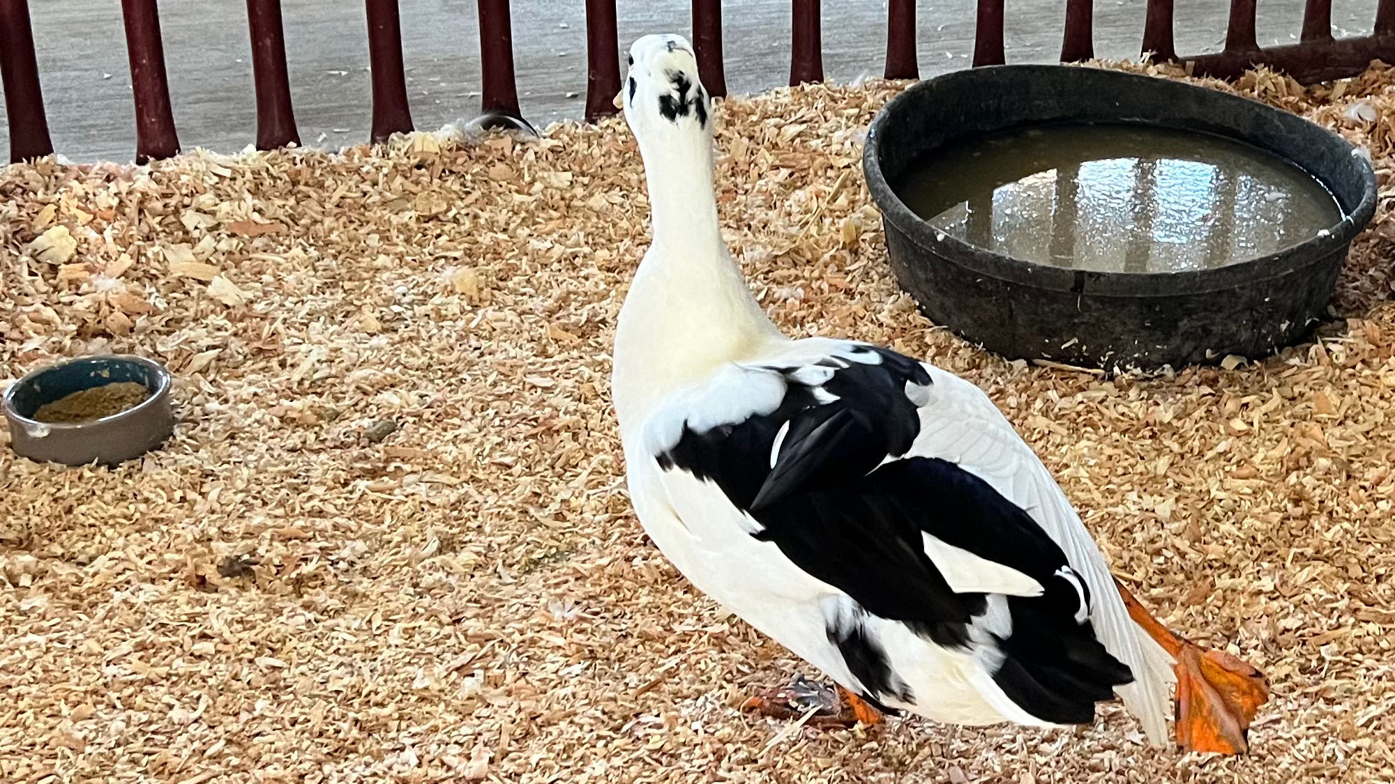 Uncle Leo's Barn Duck