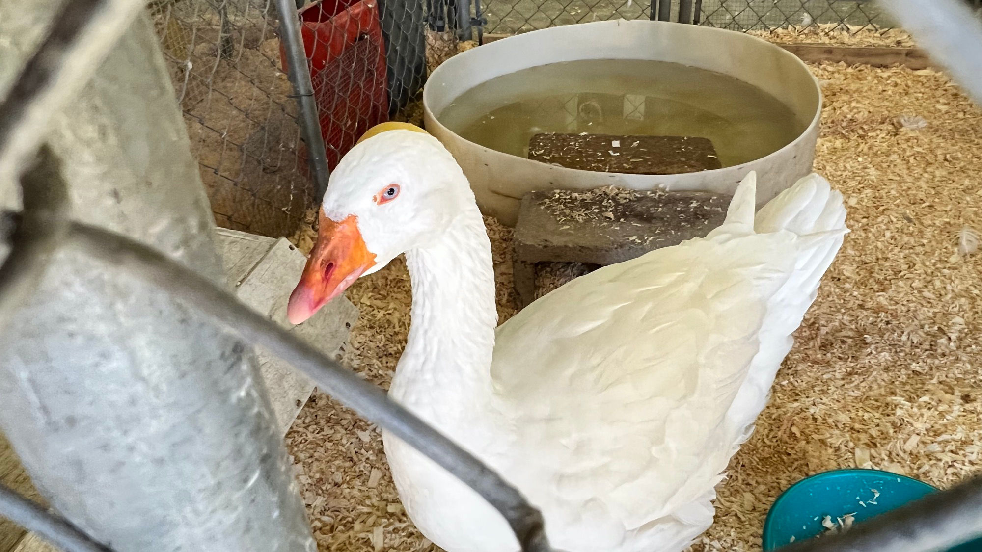 Uncle Leo's Barn Embden Goose