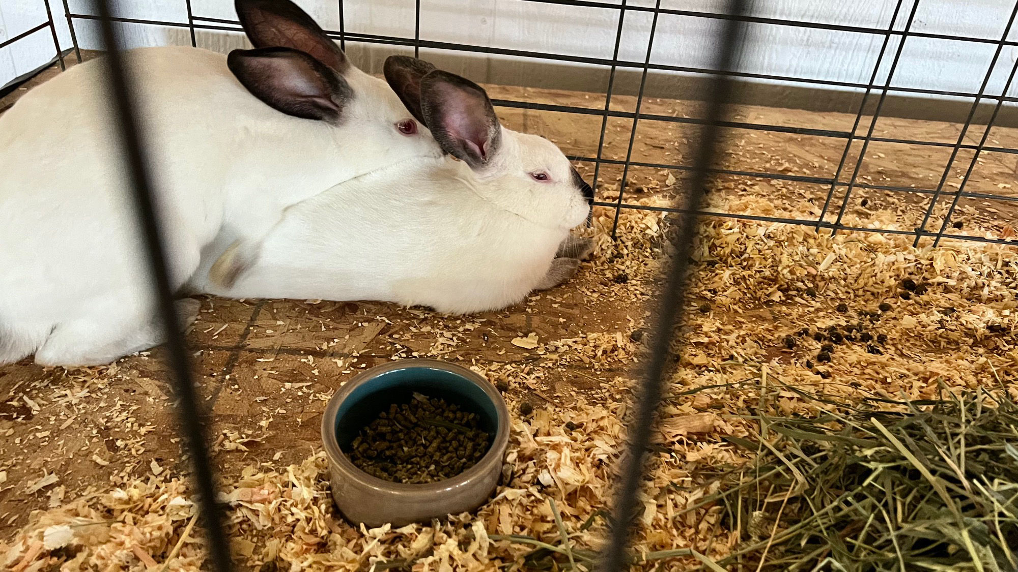 Uncle Leo's Barn Market Rabbit