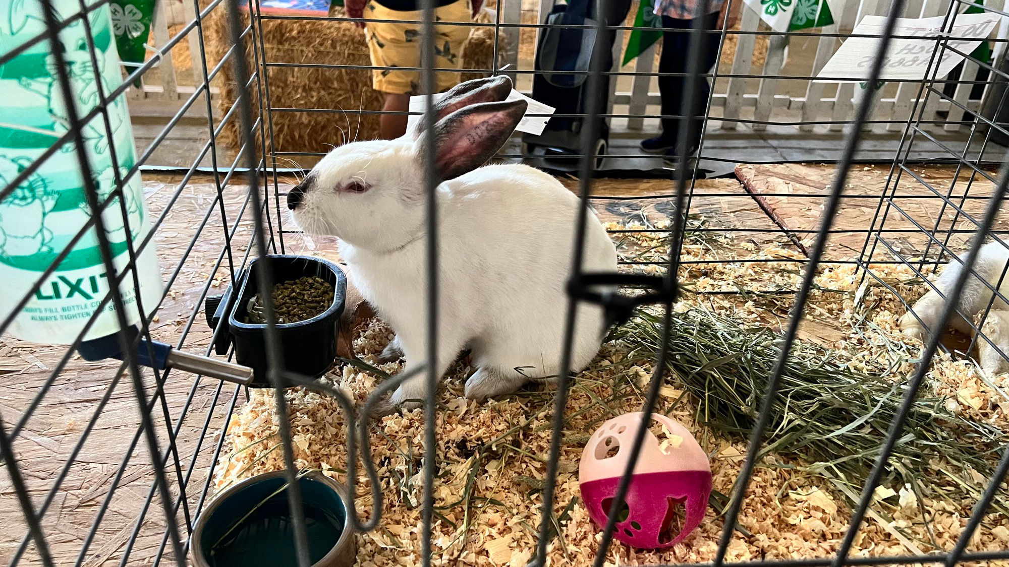 Uncle Leo's Barn Market Rabbits