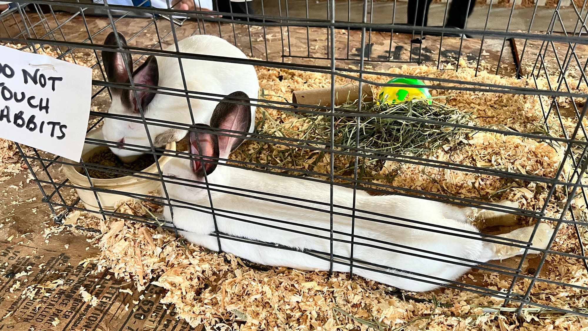 Uncle Leo's Barn Market Rabbits