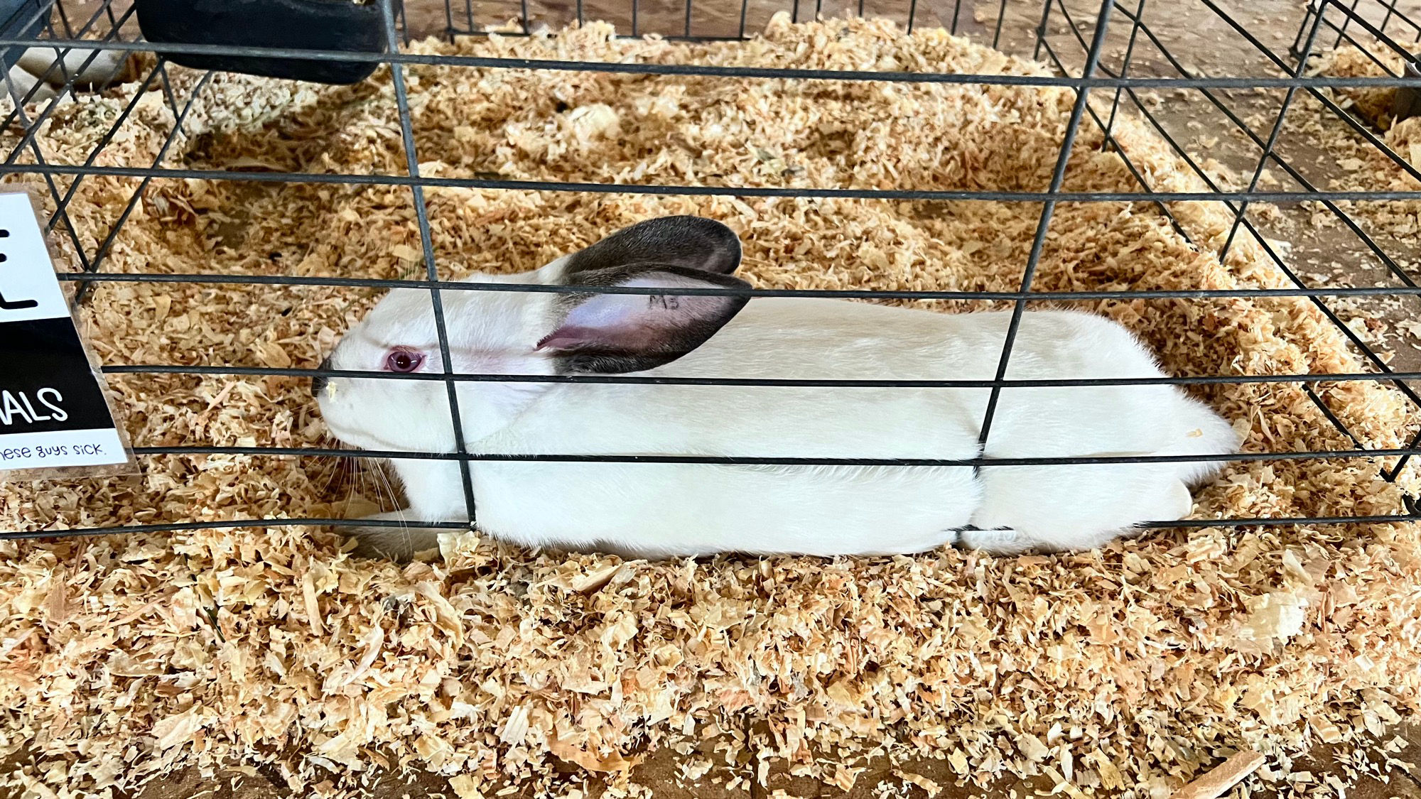 Uncle Leo's Barn Market Rabbits