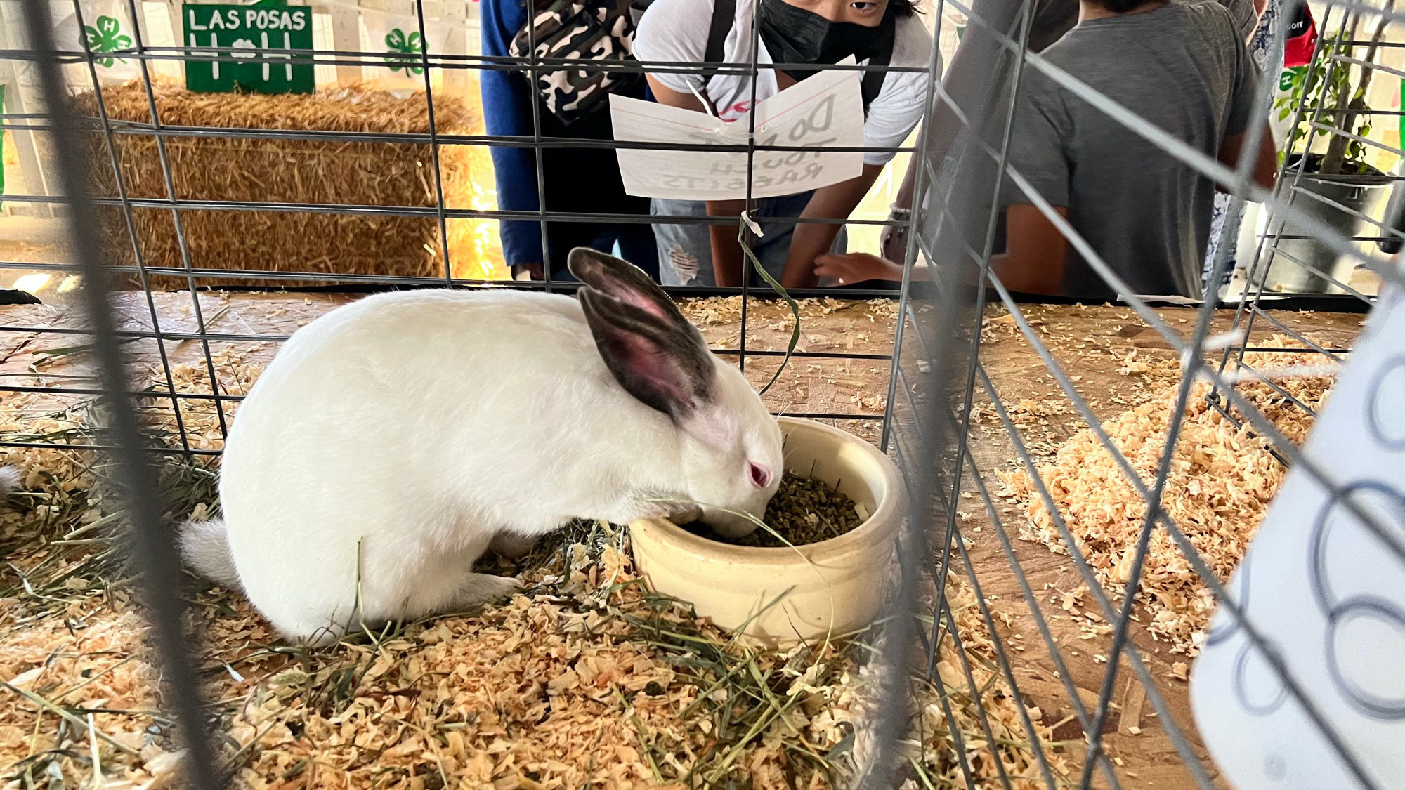Uncle Leo's Barn Market Rabbits
