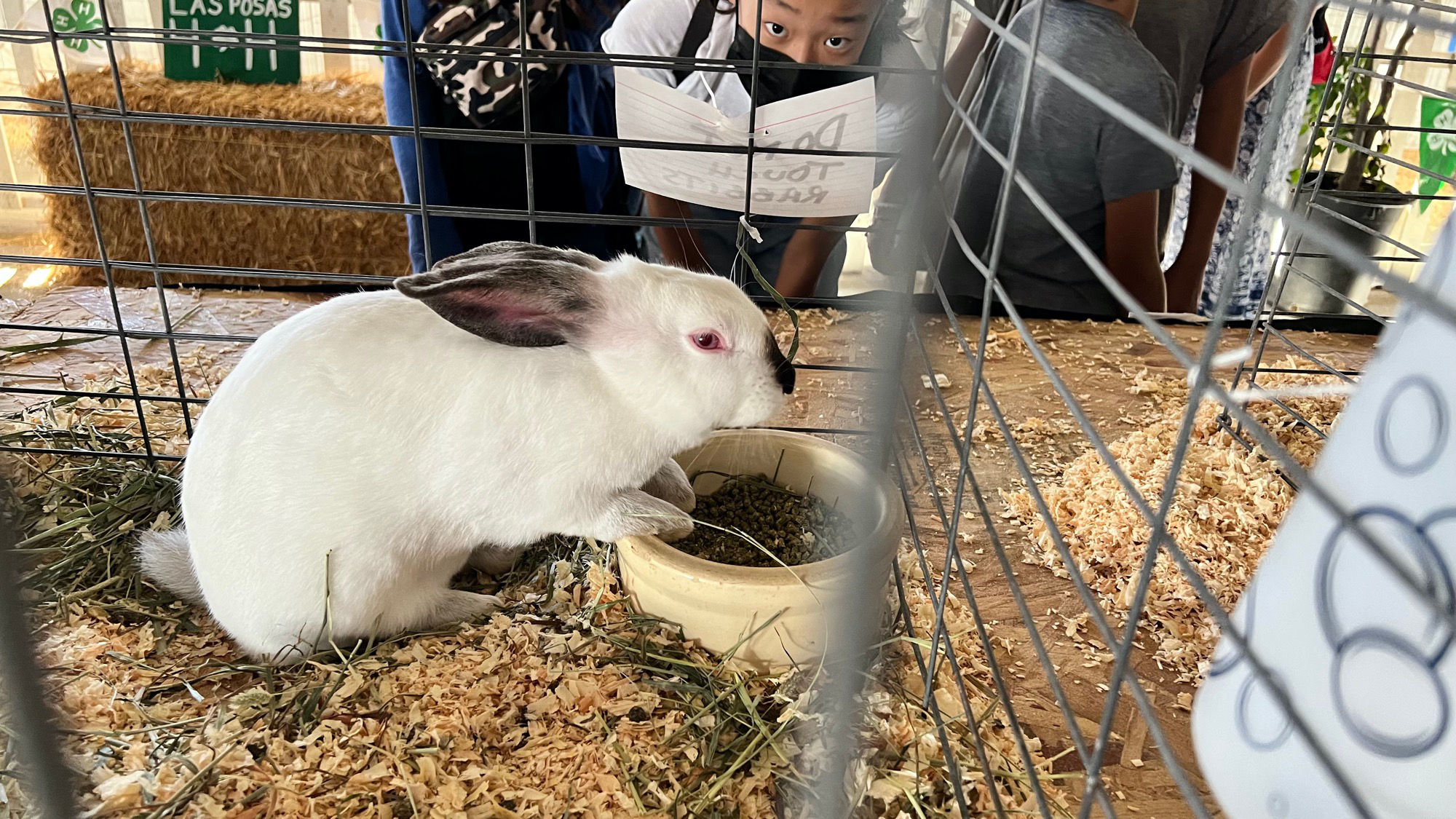 Uncle Leo's Barn Market Rabbits