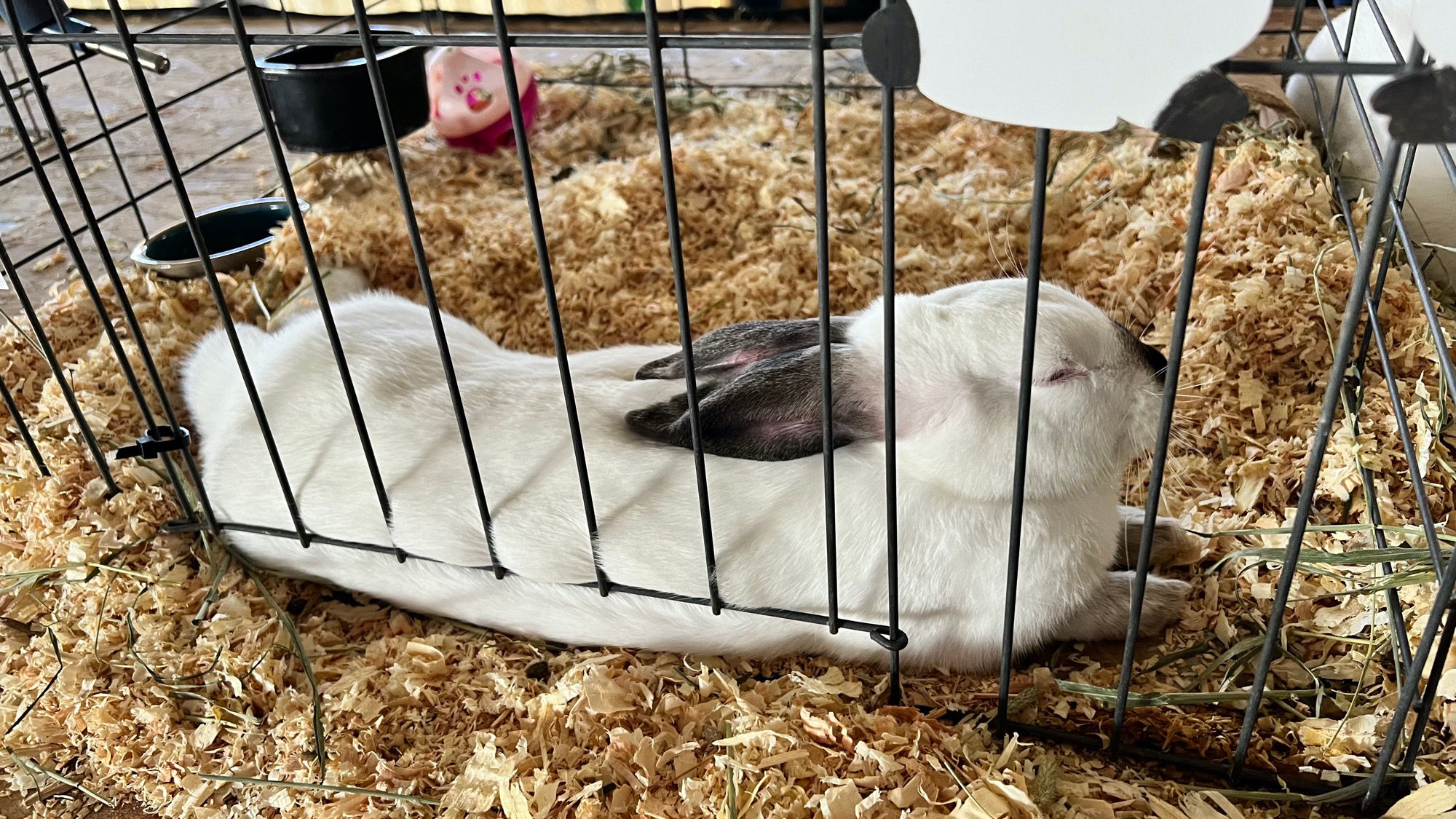 Uncle Leo's Barn Market Rabbits