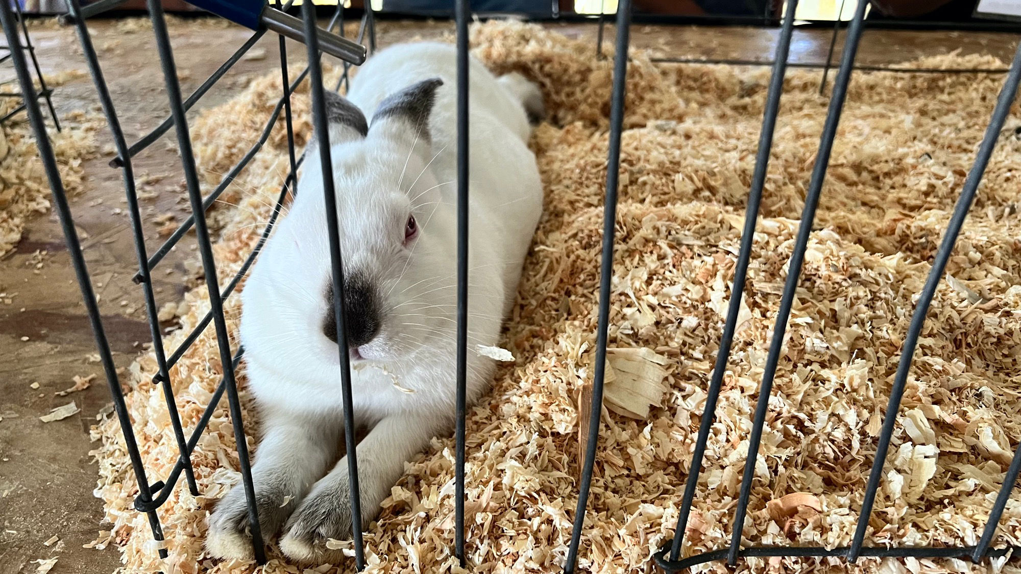 Uncle Leo's Barn Market Rabbits