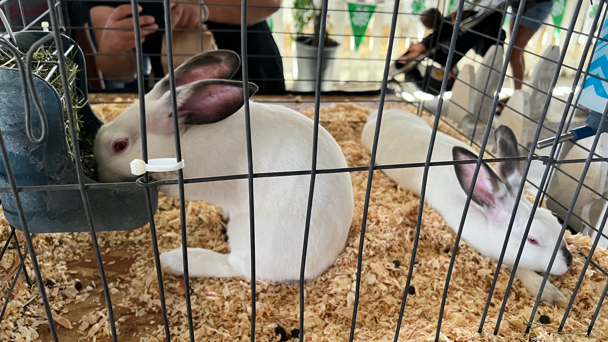 Uncle Leo's Barn Market Rabbits