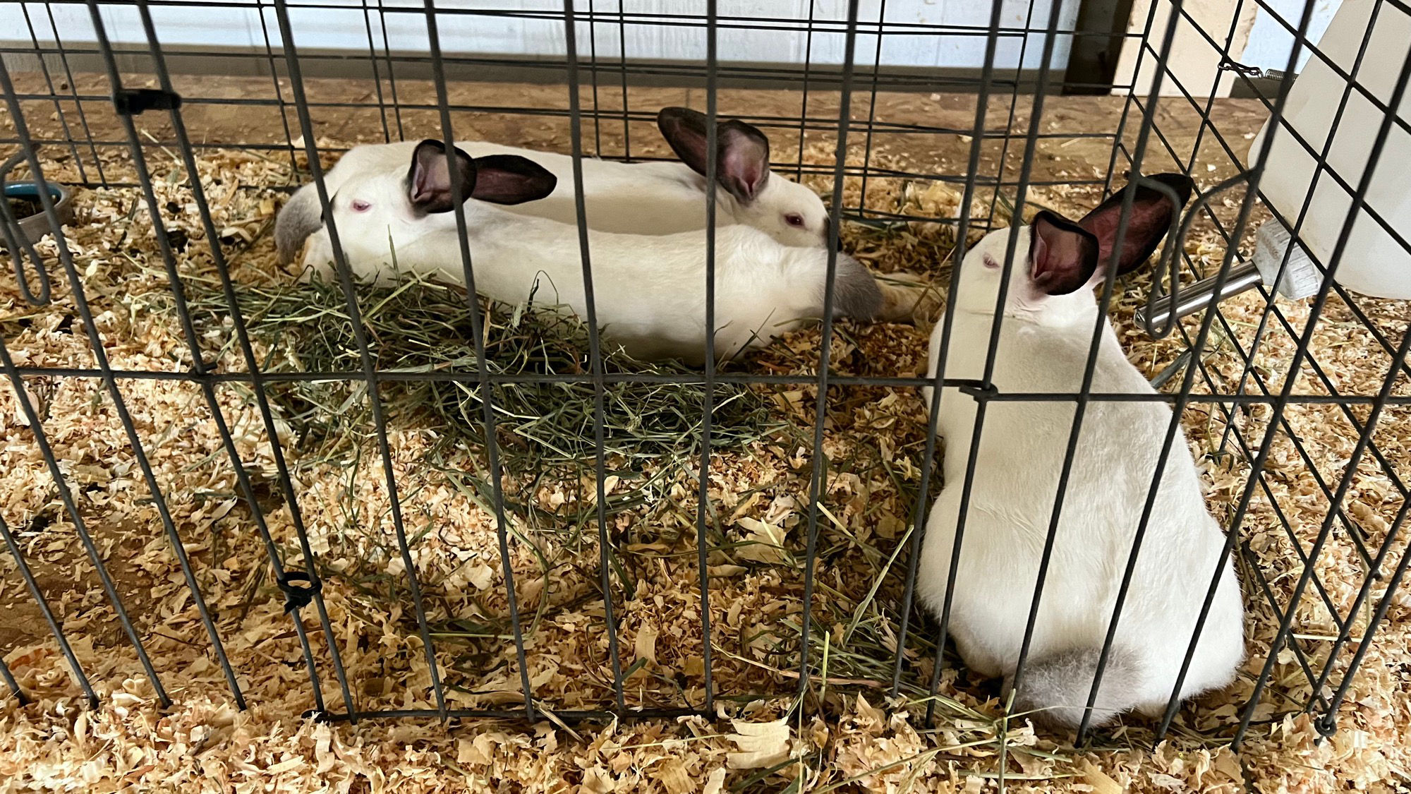 Uncle Leo's Barn Market Rabbits