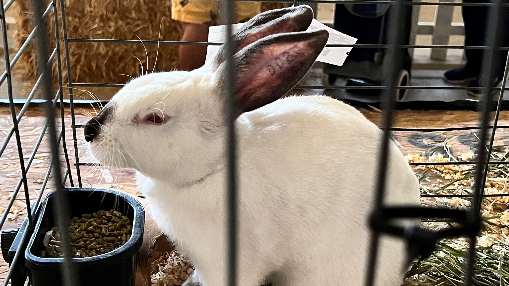 Uncle Leo's Barn Market Rabbits