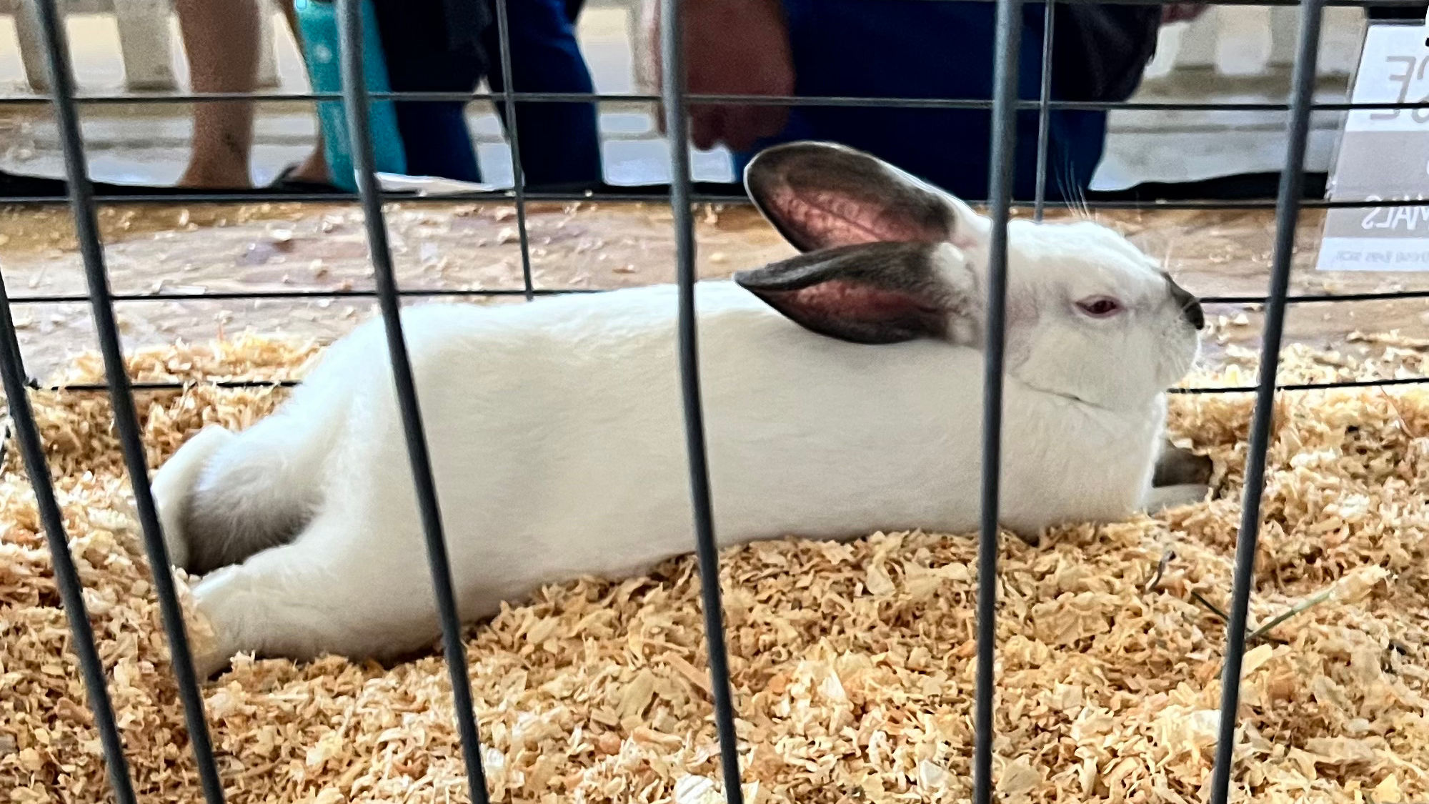 Uncle Leo's Barn Market Rabbits