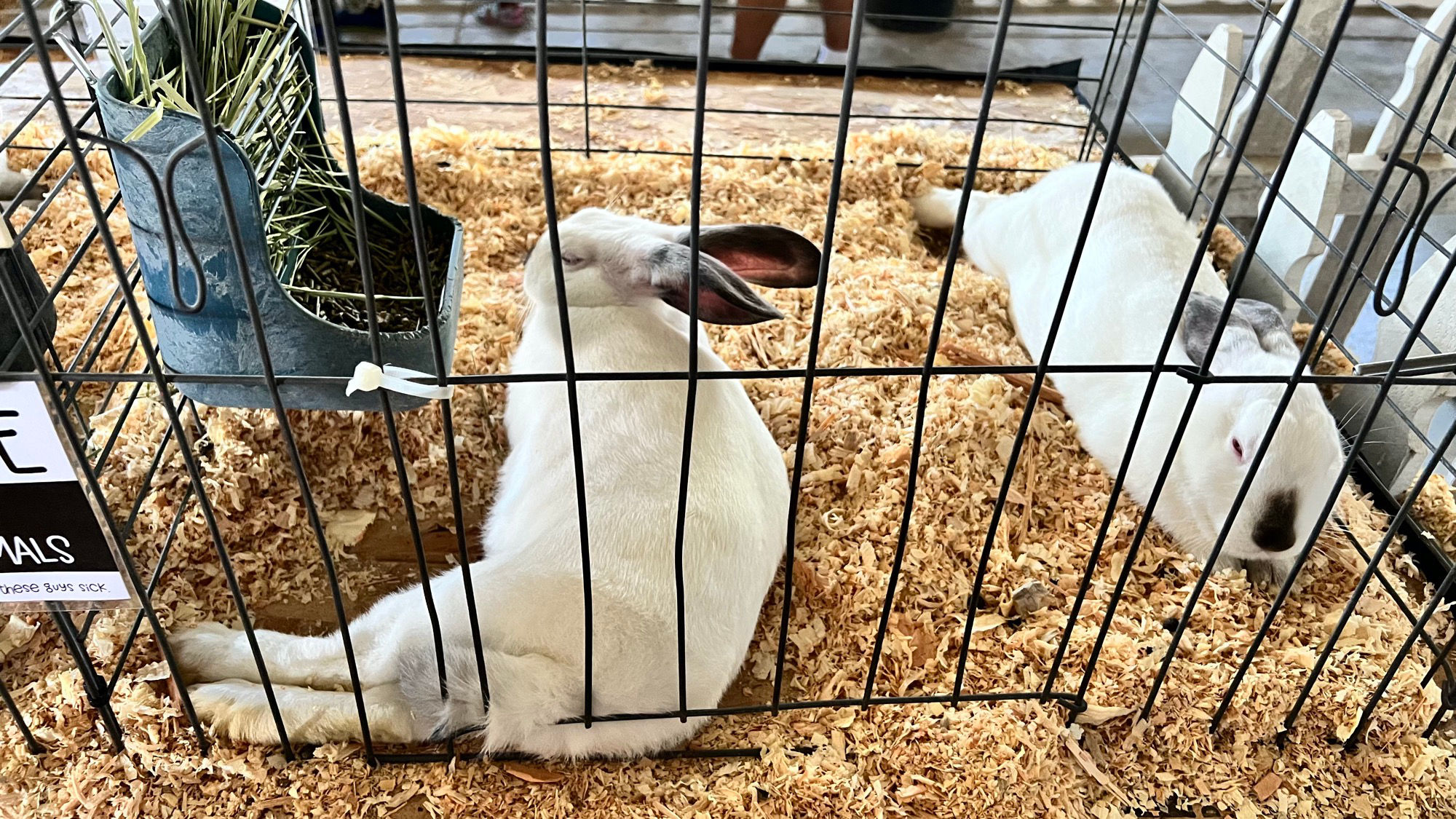 Uncle Leo's Barn Market Rabbits