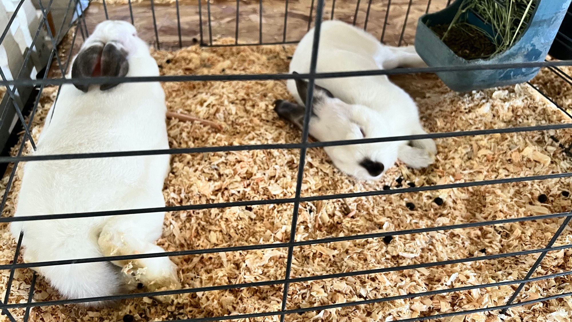 Uncle Leo's Barn Market Rabbits