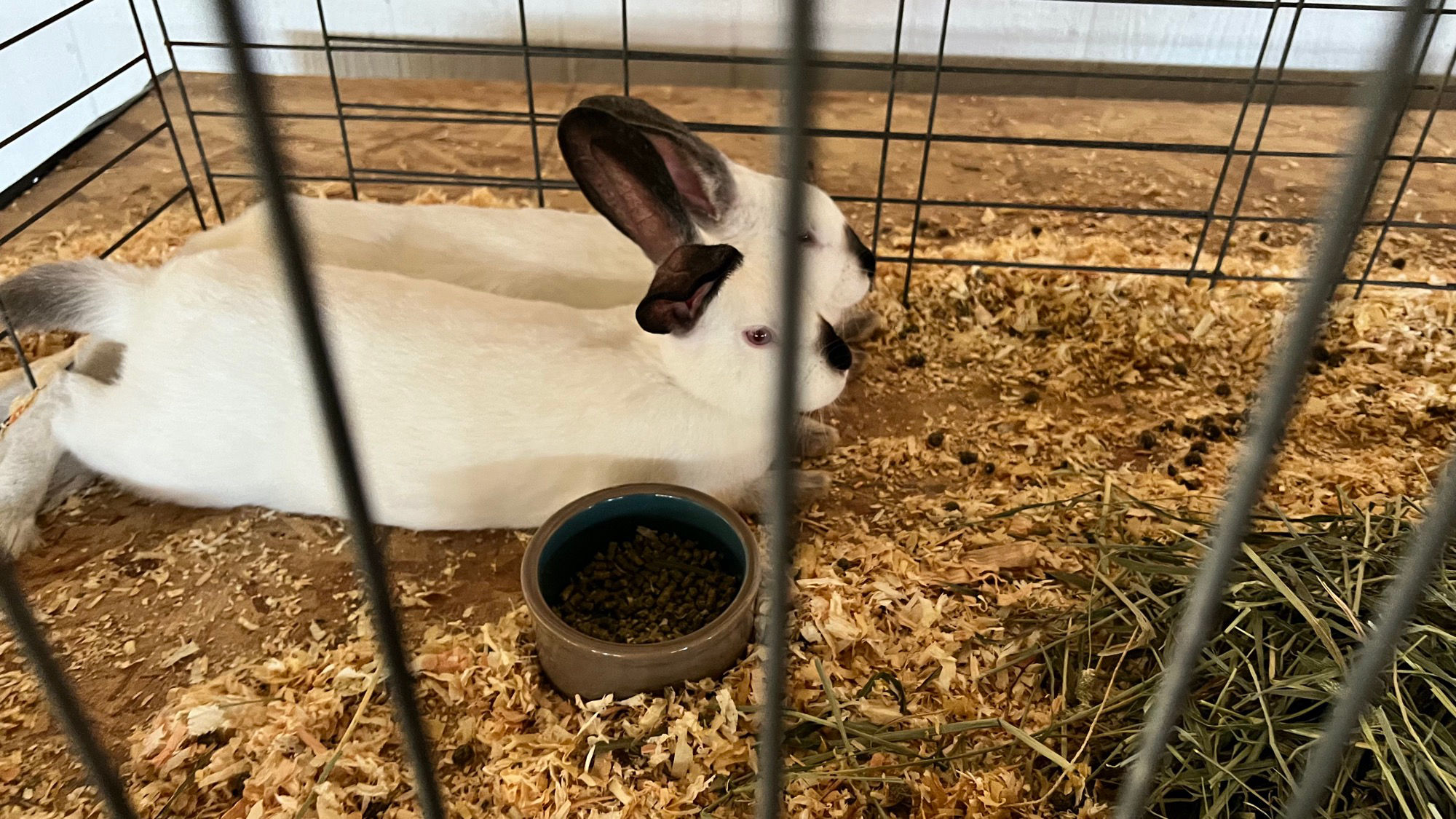 Uncle Leo's Barn Market Rabbits