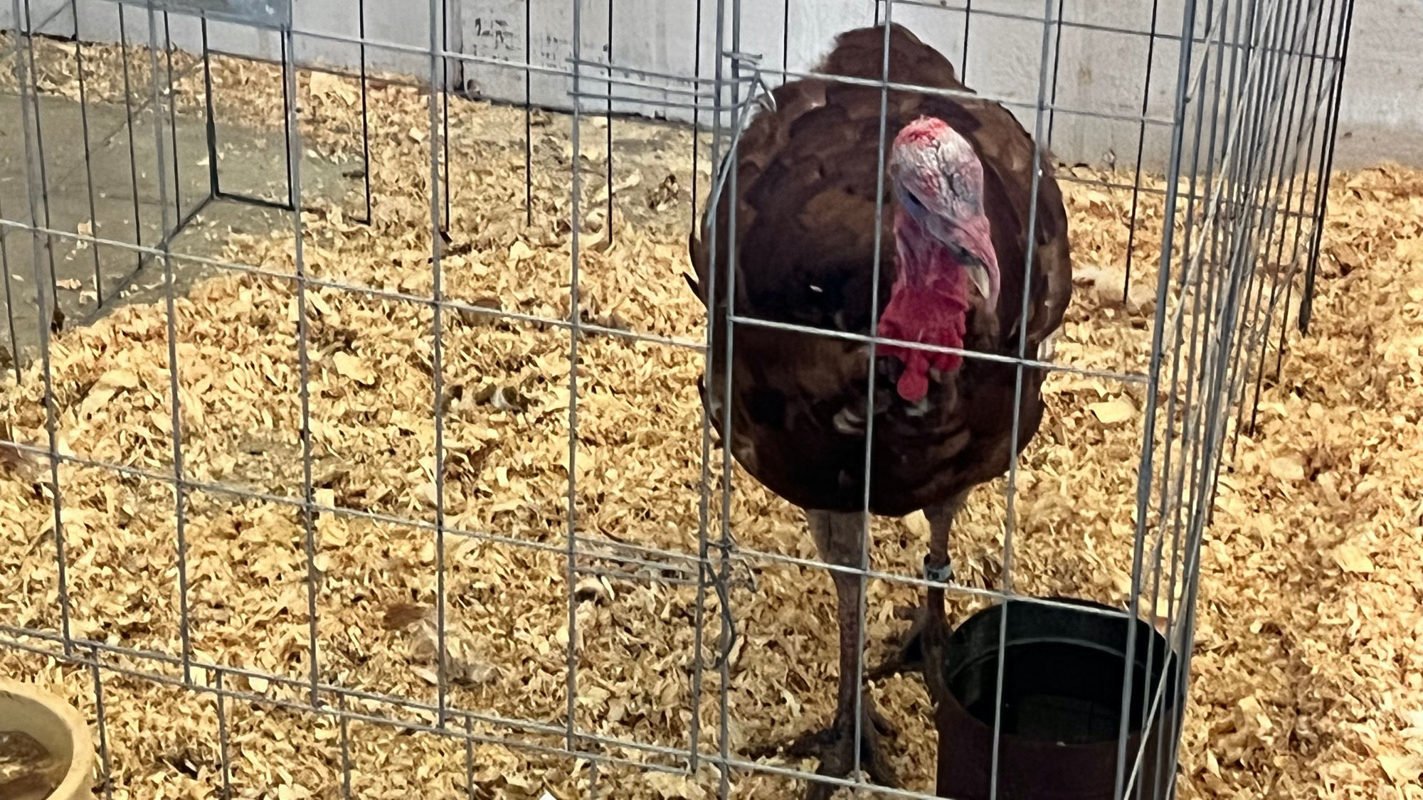 Uncle Leo's Barn Market Turkeys