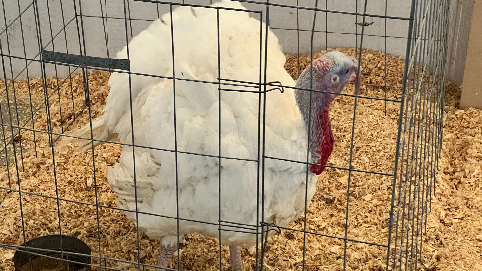 Uncle Leo's Barn Market Turkeys