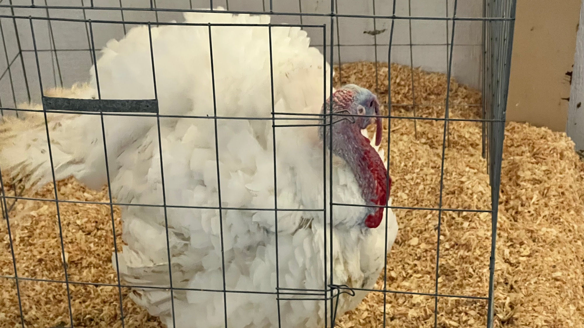 Uncle Leo's Barn Market Turkeys