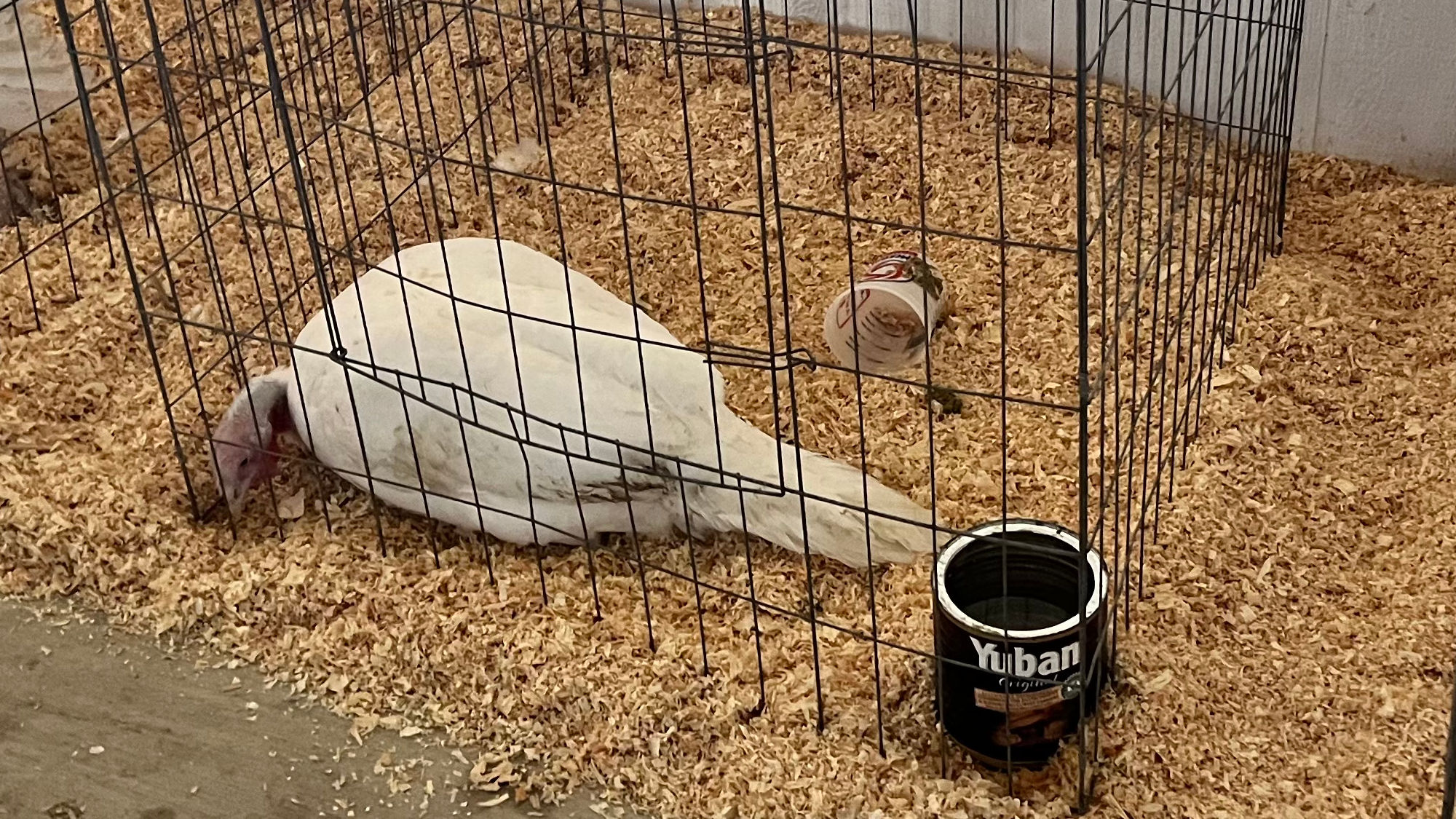 Uncle Leo's Barn Market Turkeys