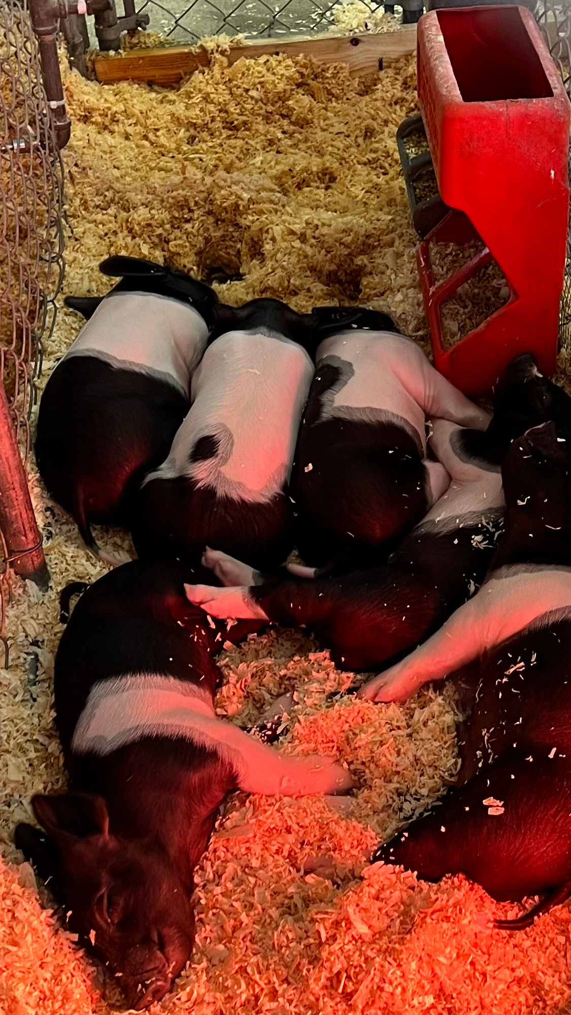 Uncle Leo's Barn Piglets