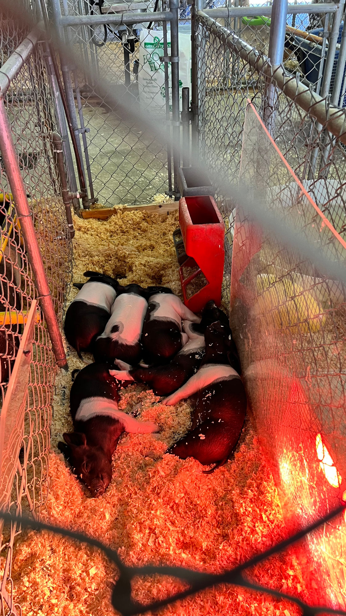 Uncle Leo's Barn Piglets