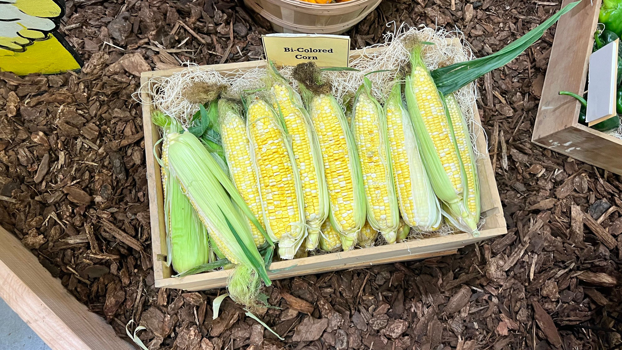 Underwood Family Farms Bi-Colored Corn