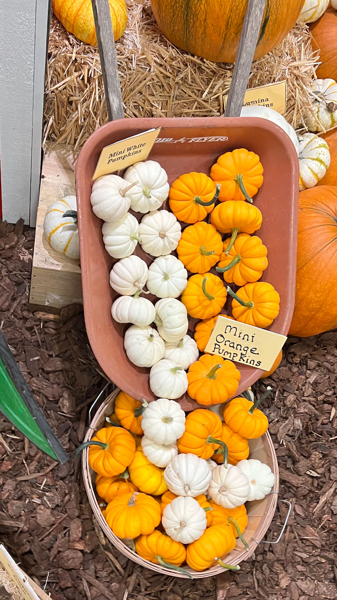 Underwood Family Farms Mini Pumpkins