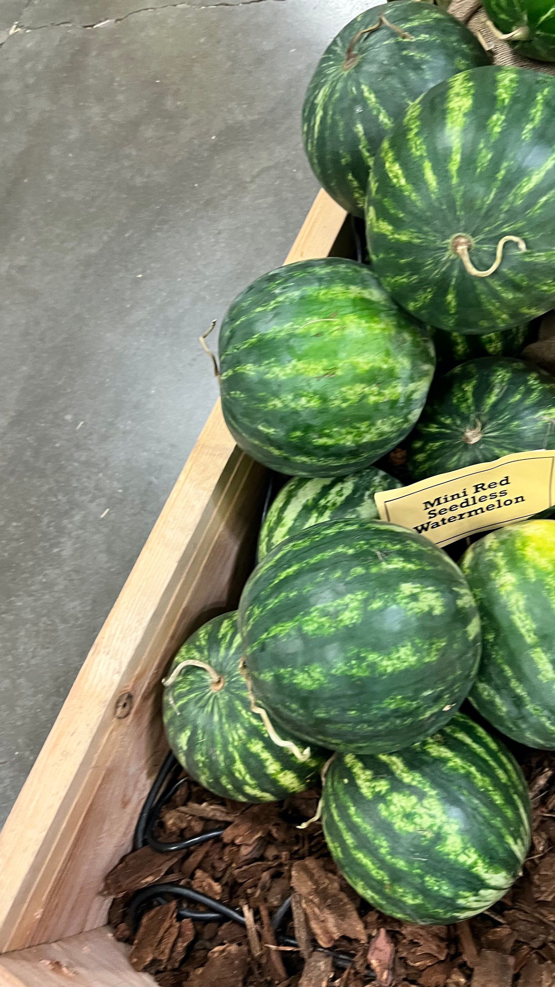 Underwood Family Farms Mini Red Seedless Watermelon