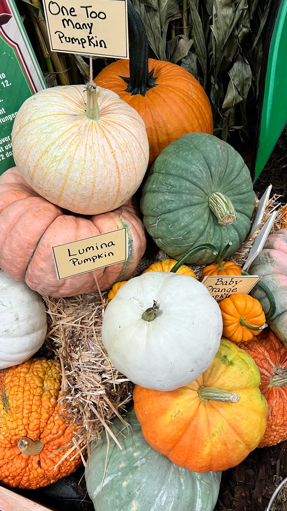 Underwood Family Farms One Too Many Pumpkin