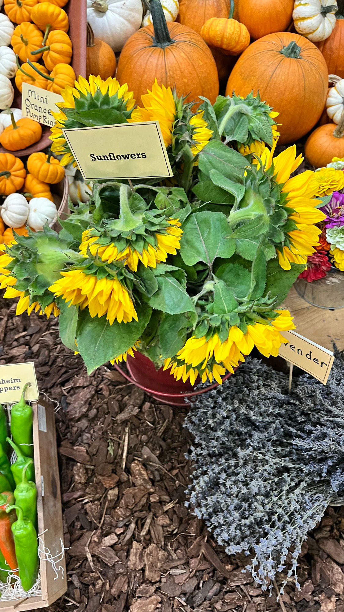 Underwood Family Farms Sunflower