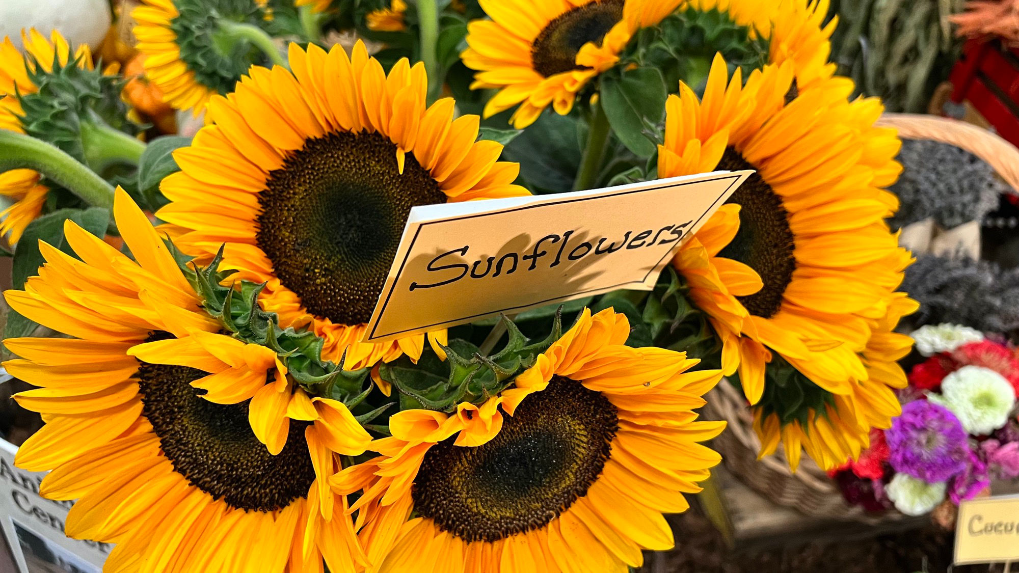 Underwood Family Farms Sunflowers