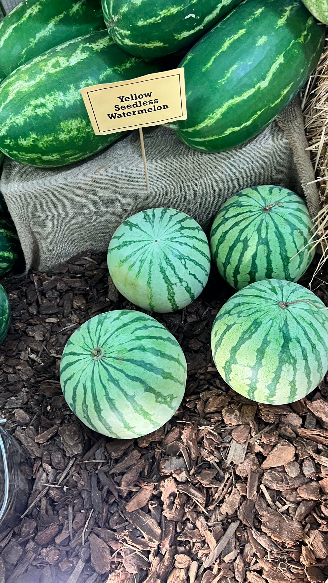 Underwood Family Farms Yellow Seedless Watermelon